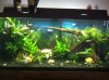 aquarium90gal.jpg aquarium90gal.jpg