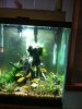aquarium45gal.jpg aquarium45gal.jpg