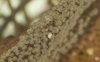 oligacanthus eggs-0004.jpg
