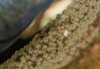 oligacanthus eggs Monday-0010.jpg