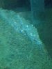 ImageUploadedByMonsterAquariaNetwork1392827396.735479.jpg