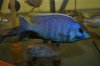 Placidochromis electra male (640x425).jpg Placidochromis electra male (640x425).jpg