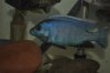 Placidochromis electra (640x425).jpg Placidochromis electra (640x425).jpg