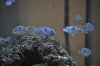 Cyrtocara moorii Juveniles (640x425).jpg Cyrtocara moorii Juveniles (640x425).jpg