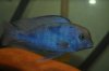 Cyrtocara moorii male (640x425).jpg Cyrtocara moorii male (640x425).jpg