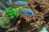 Pseudotropheus acei (640x425).jpg Pseudotropheus acei (640x425).jpg