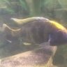 oldtowncichlid