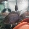 BMORE_Cichlid