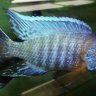 Lisachromis