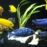 Dmhcichlids