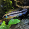 Binjo