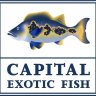 CapitalExoticFish