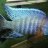 Lisachromis