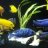 Dmhcichlids