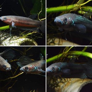 sp. Binalatung