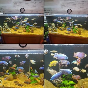 Cichlids