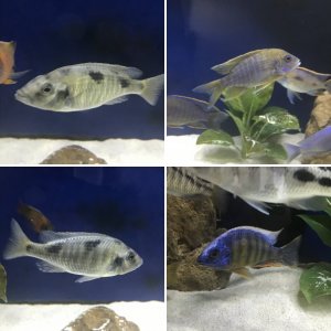 Peacock and haps
