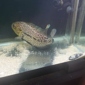 Jaguar Cichlid