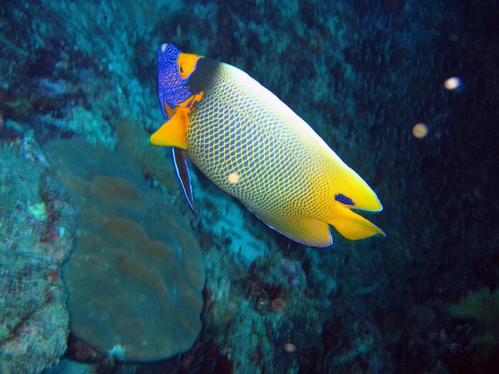 DivingPics157.jpg