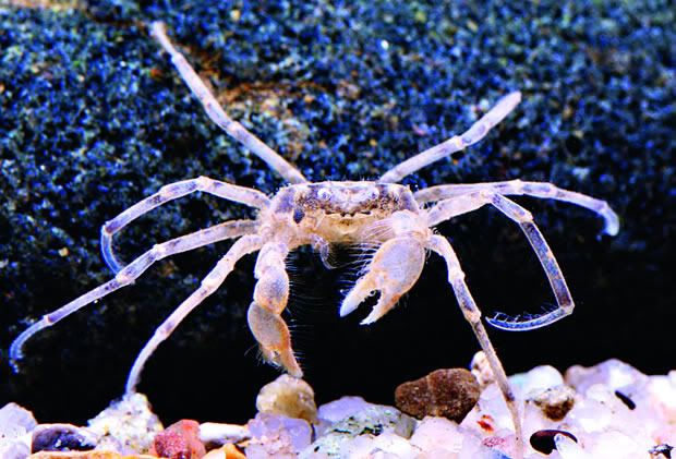 thaicrab.jpg