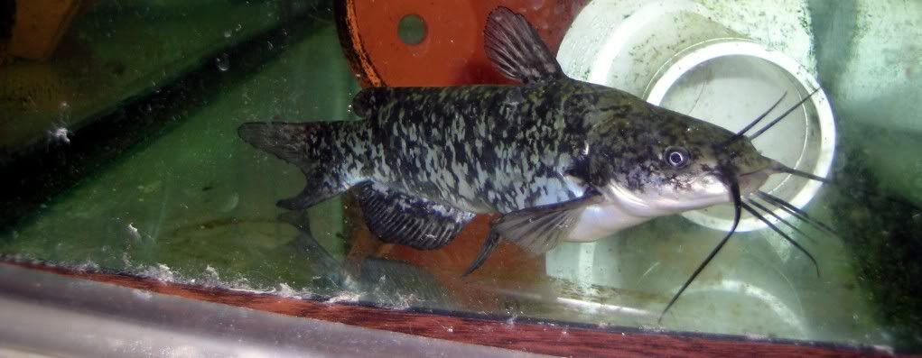Spottedbullhead.jpg