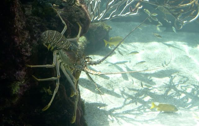 lobster_3187.jpg