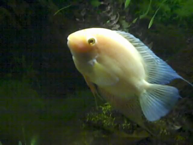 GoldSeverum.jpg