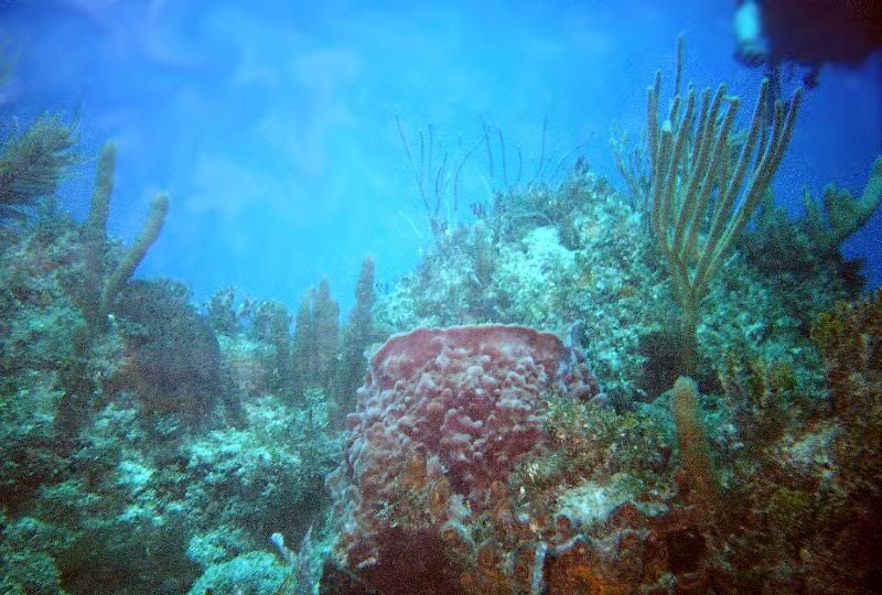 Coral-1.jpg