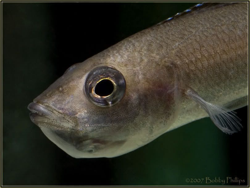 16aCypLeptosoma122307.jpg