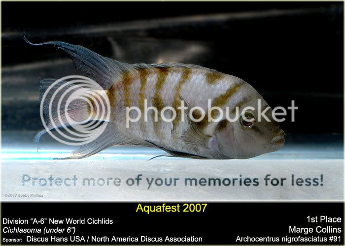 3d1stCichlsma6Marge.jpg
