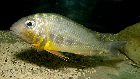limnotilapia.jpg