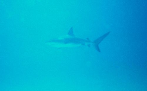 Shark.jpg