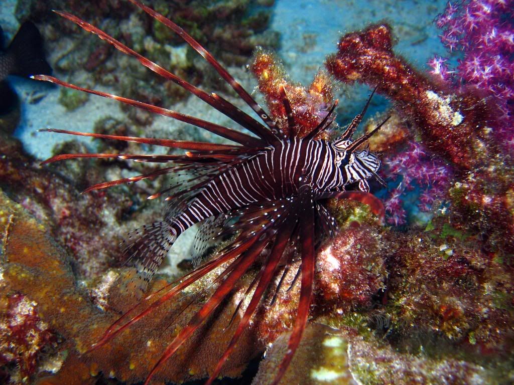 DivingPics046.jpg