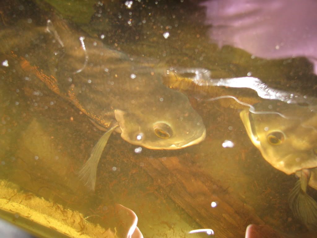 WildOscars_20080706_003.jpg