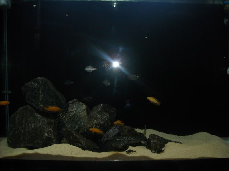 45GTanganyika001.jpg