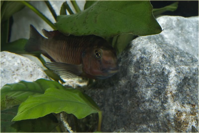 15aTropheusRed070807.jpg