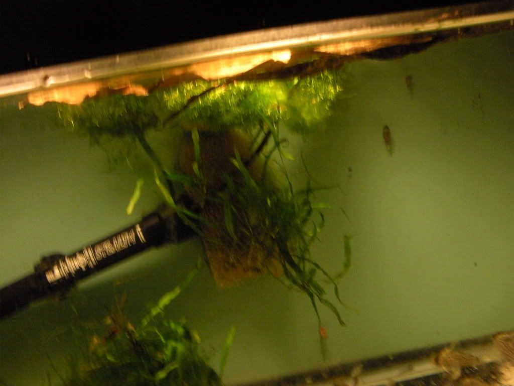 Picture031.jpg