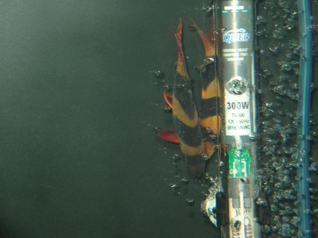DSC05450_zps10891b5b.jpg