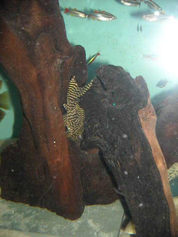 GeosOct09009.jpg