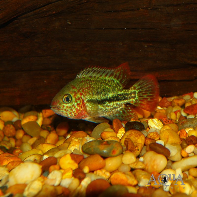 www.aqua-imports.com