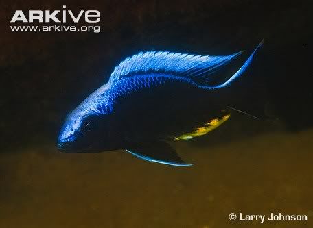 Blue-orchid-peacock-side-profile.jpg