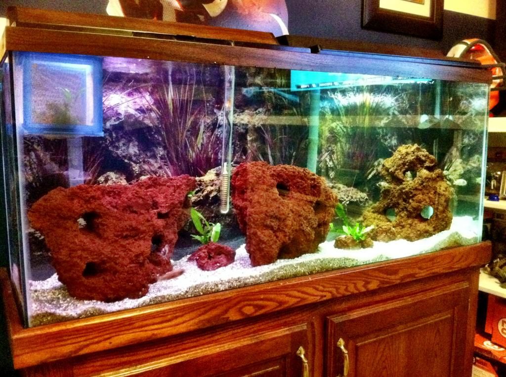 55gallon.jpg