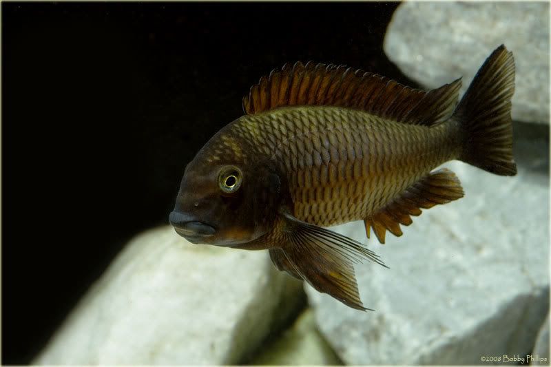 1aTroph022308.jpg