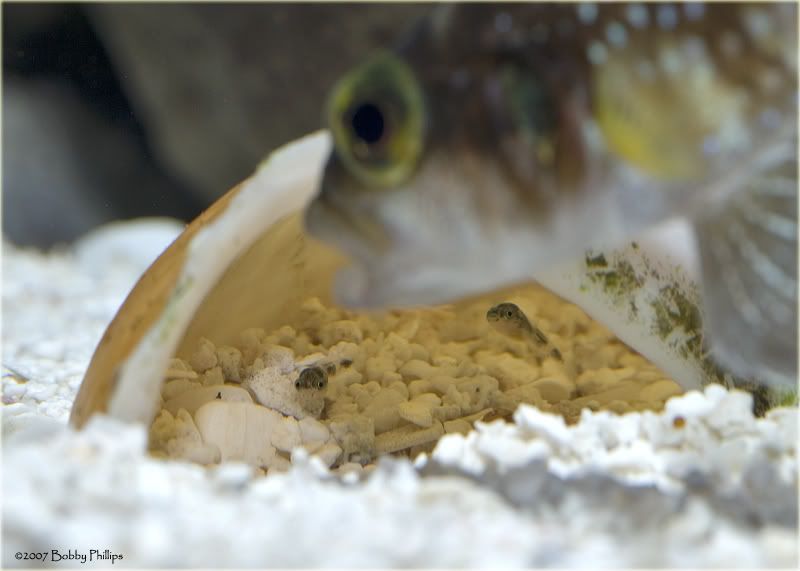 6cFryLStappersii061407.jpg