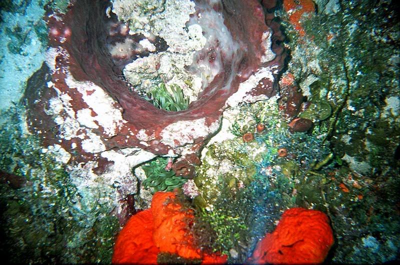 Brightcoral.jpg