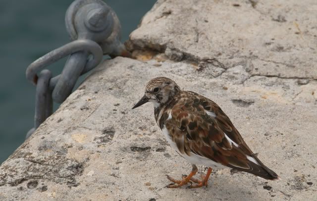 bird_2711-1.jpg