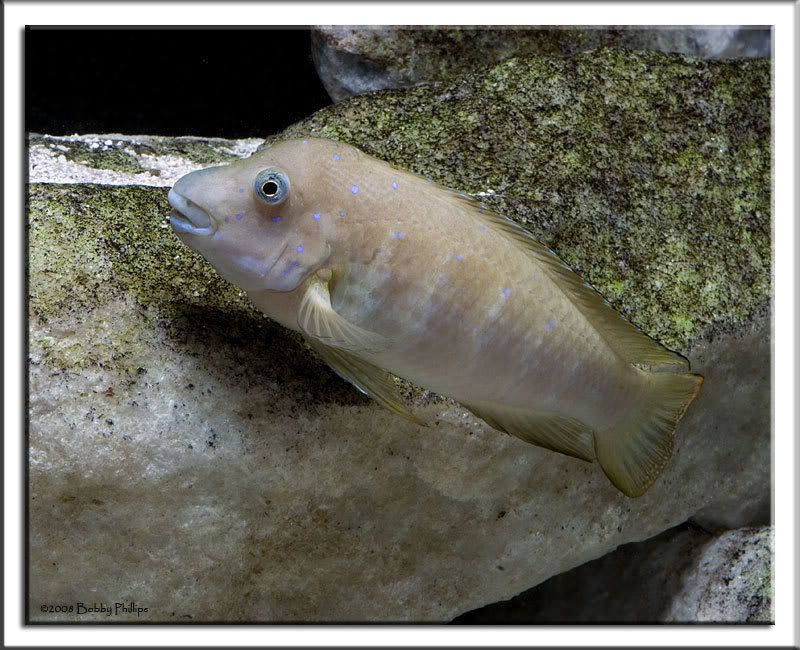 1bGoby040708.jpg