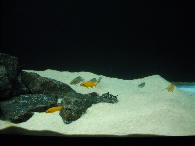 45GTanganyika004.jpg