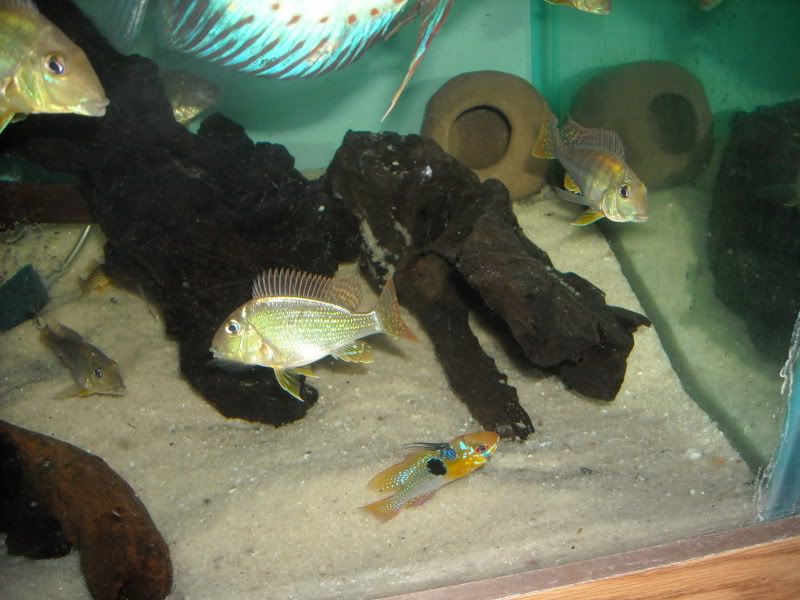 GeosOct09012.jpg