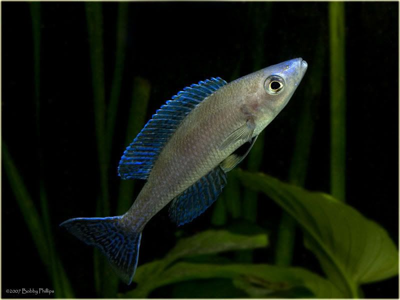 15bCypLeptosoma092407.jpg